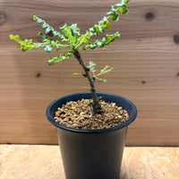 ボスウェリア　サクラ
