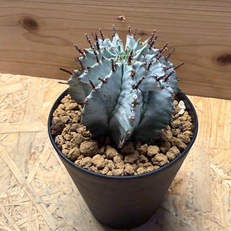 ユーフォルビア　白衣ホリダ