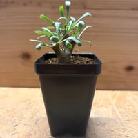 オトンナ　ユーフォルビオイデス