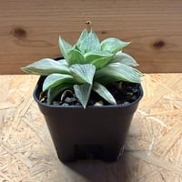 ハオルチア　'京の華錦'