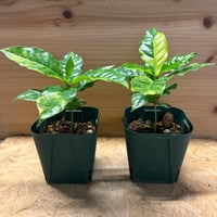 コーヒーの木　斑入り