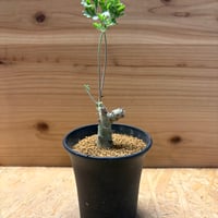 ペラルゴニウム　クリズミフォリウム