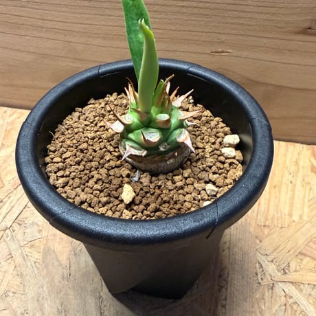 ユーフォルビア　サピニー