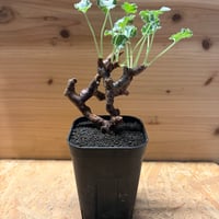 ペラルゴニウム　ミラビレ