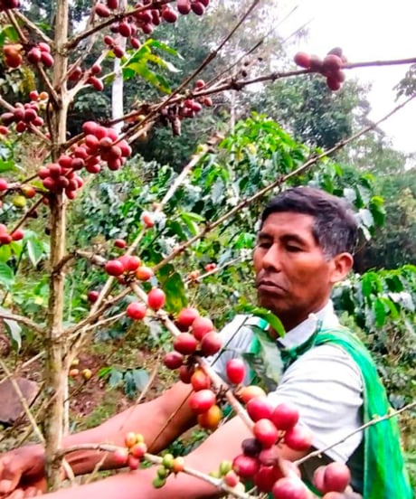 PERU Regional Puno Bourbon Washed