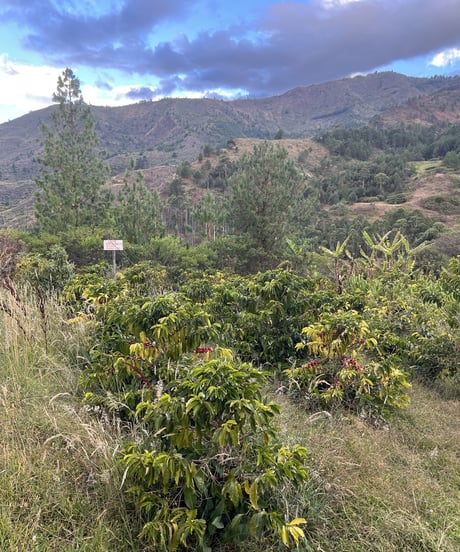 ECUADOR Finca Llavicocha Typica Mejorado Washed