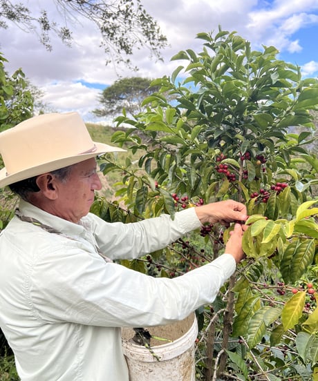 ECUADOR Finca Llavicocha Typica Mejorado Washed