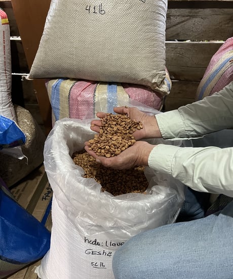 ECUADOR Finca Llavicocha Typica Mejorado Washed