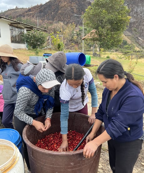 ECUADOR Finca Llavicocha Typica Mejorado Washed