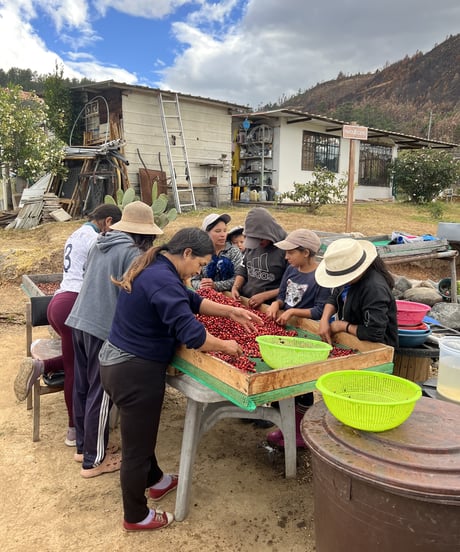ECUADOR Finca Llavicocha Typica Mejorado Washed