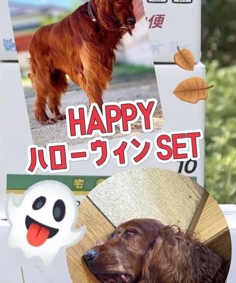 👻HAPPYハローウィンSET👻🎉🥩🐟️魅力がいっぱいのお箱3キロ以上🎁🐶😃ワン達の大好きが詰まってます📦️✨️🐶この時期ならではの食材も🤫ワクワク♪お楽しみに🤩