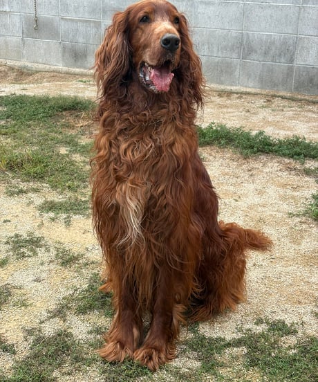 伝説の生きた猪さん骨付きウデ🍗🐗gotogibier産の猪肉の限定100%生捕り🌸1キロ🐶🩷貴重なお肉です🥩⭐️早いもの勝ちでどうぞ🐶👩🌸おいしい😋