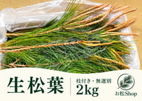 【🉐お得用】生松葉2kg（枝付き・無選別）｜松葉ジュース用｜天然・無農薬