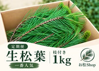【🔄定期便｜⭐一番人気】生松葉1kg（枝付き）｜松葉ジュース用