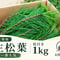 【🔄定期便｜⭐一番人気】生松葉1kg（枝付き）｜松葉ジュース用