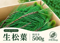 【🔰お試し】生松葉500g（枝付き）｜松葉ジュース用｜天然・無農薬