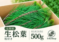 【🔄定期便｜🔰お試し】生松葉500g（枝付き）｜松葉ジュース用