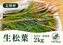 【🔄定期便｜🉐お得用】生松葉2kg（枝付き・無選別）｜松葉ジュース用