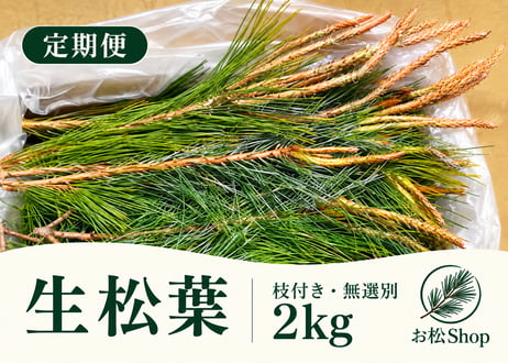 【🔄定期便｜🉐お得用】生松葉2kg（枝付き・無選別）｜松葉ジュース用