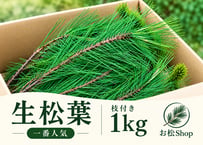 【⭐一番人気】生松葉1kg（枝付き）｜松葉ジュース用｜天然・無農薬