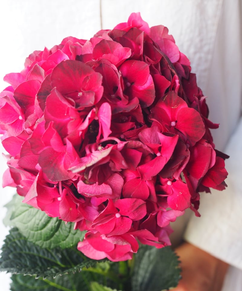 アンティーク紫陽花 「マジカルダークルビー 」 2本セット | Ours flower