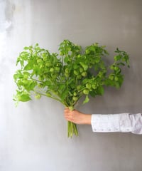 センナリホオズキ　　　10本セット
