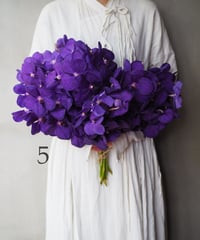 バンダブルー(モンステラ付き)　　5本セット