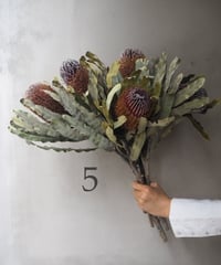 「バンクシア・メンジェンシー 」              5本セット