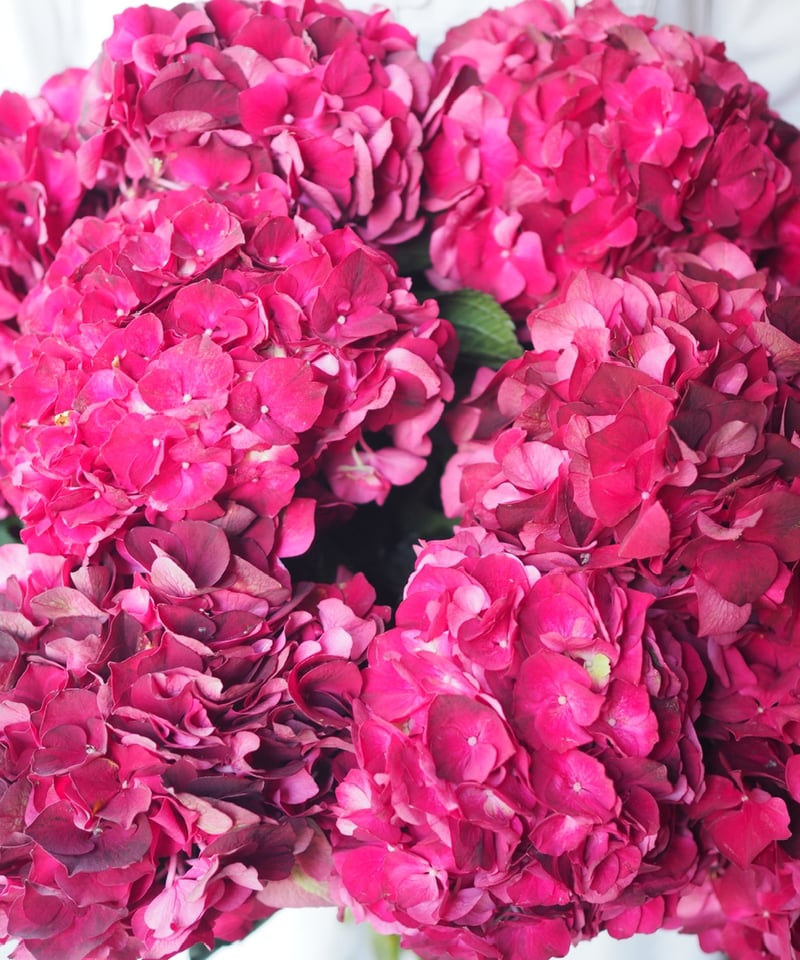 アンティーク紫陽花 「マジカルダークルビー 」 2本セット | Ours flower