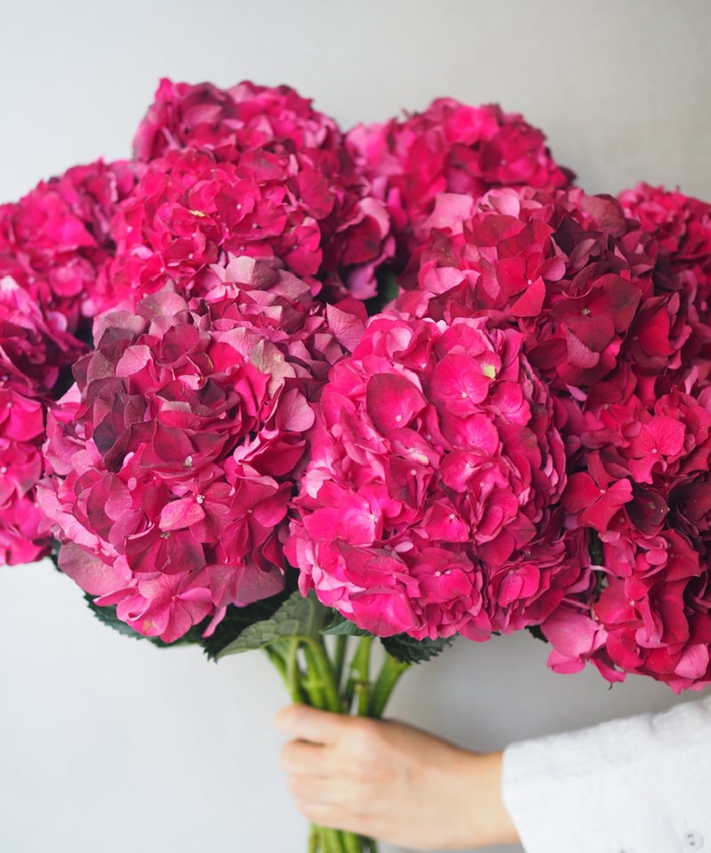 アンティーク紫陽花 「マジカルダークルビー 」 2本セット | Ours flower