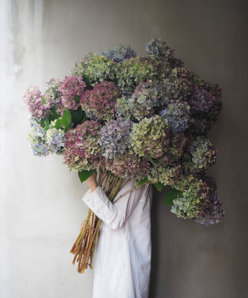 秋色紫陽花・秋ブルー スプレー咲 6本セット | Ours flower