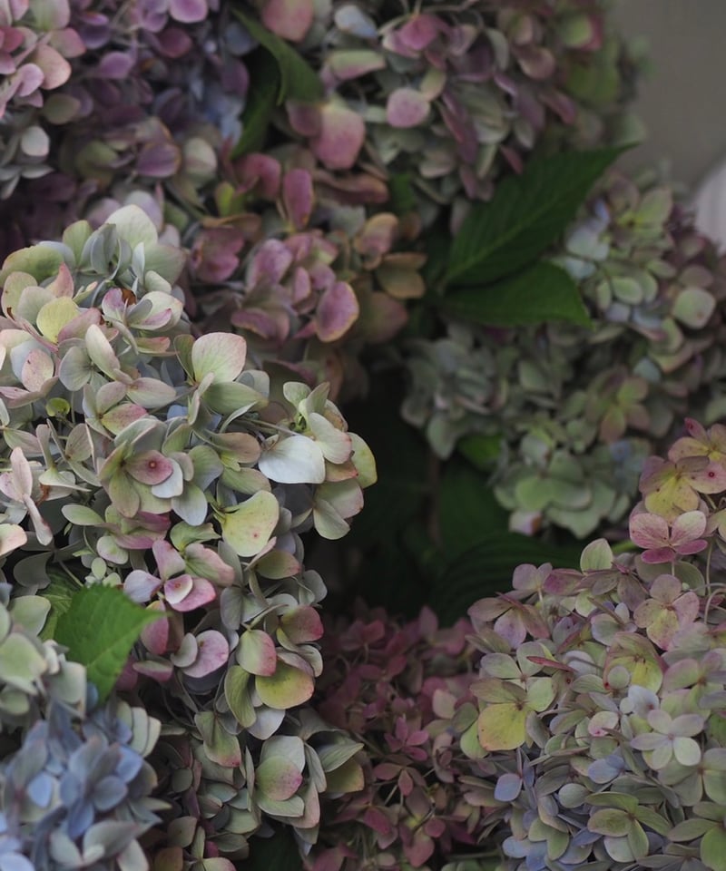 秋色紫陽花・秋ブルー スプレー咲 6本セット | Ours flower