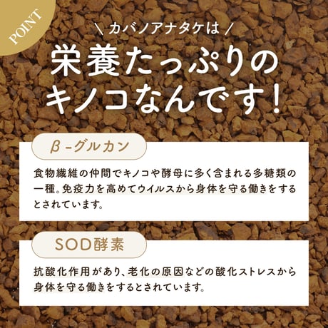 北海道産 カバタケ茶 ティーカップ用 ティーバッグ 1.5g 28包