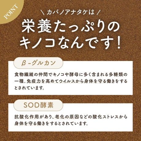 【新・定期便】10％OFF　北海道産 カバタケ茶 極粉末45g入り ティーバッグ付 No.2210