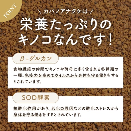 北海道産 カバタケ茶 100g入り粒形1.5～2㎜ ティーバッグ付き