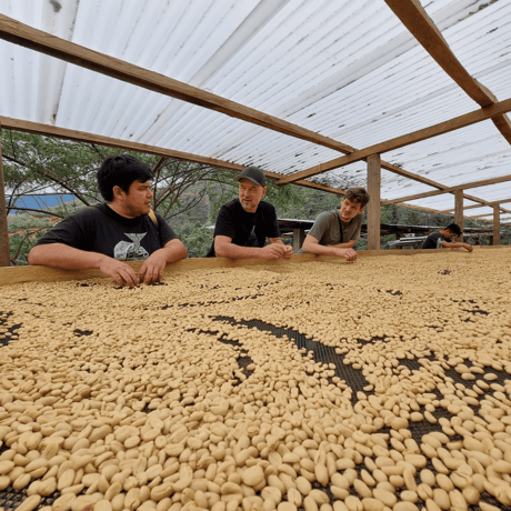 PERU/Las Misyas 250g
