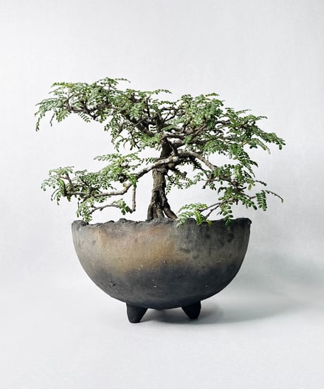 宮島將實 鉢作品 １