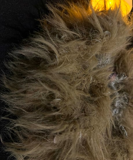 volume fur chouchou
