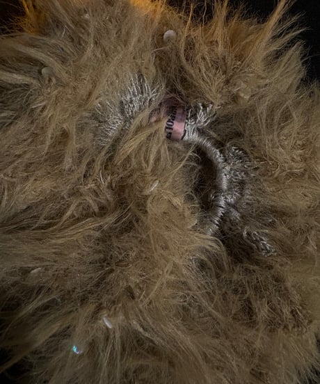 volume fur chouchou