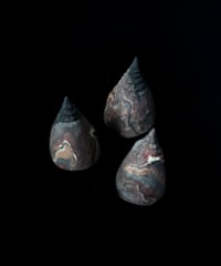 75) 種　3点セット 径7.3/高さ6cm/1点（素材：陶）