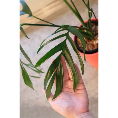 Monstera croatii