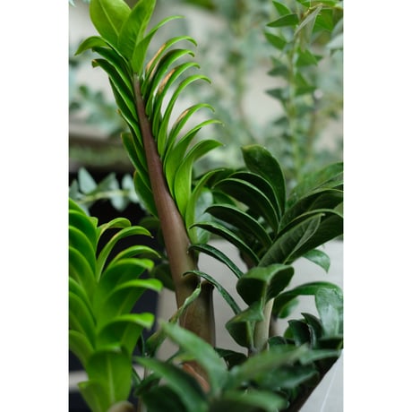 Zamioculcas zamifolia "Zenzi"