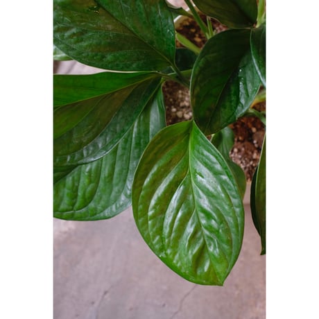 Monstera​ "Jade Shuttlecock"