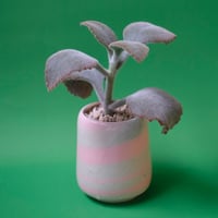 Yoshinori Takemura plant pot