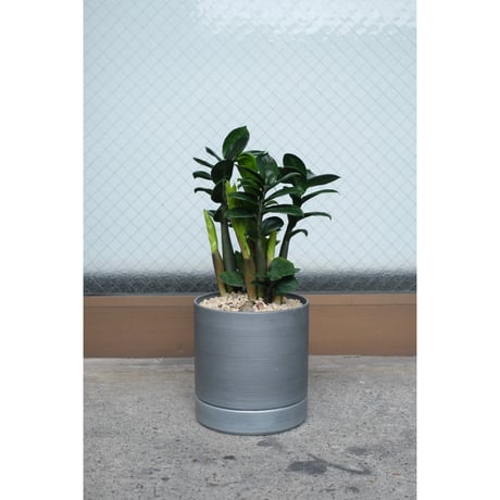 Zamioculcas zamifolia "Zenzi"