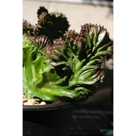 Euphorbia lactea