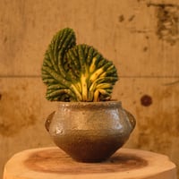 Azumi Aoyagi  plant pot