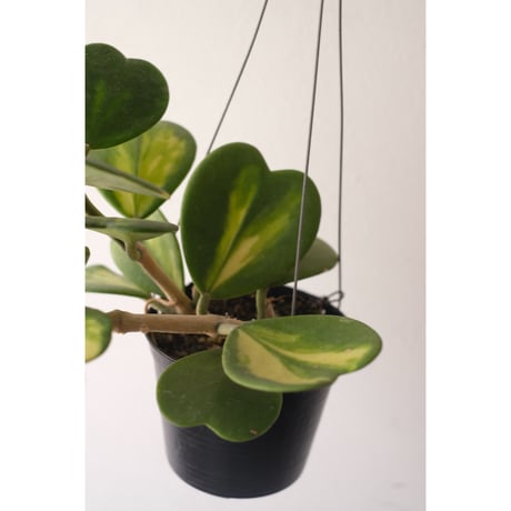 Hoya kerrii reverse variegata