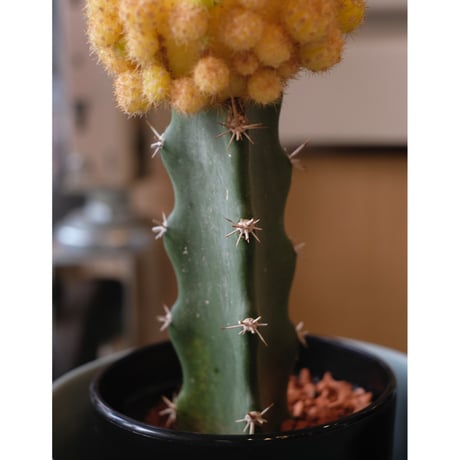 Gymnocalycium