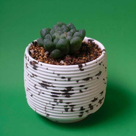 Yoshinori Takemura plant pot
